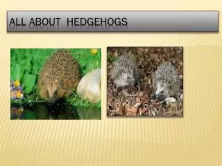 all about hedgehogs