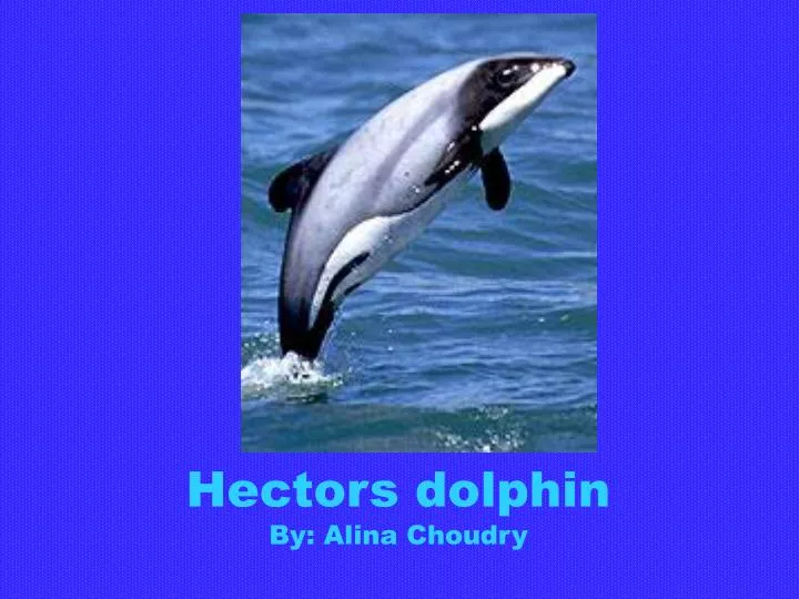 hectors dolphin by alina choudry