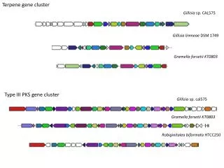 Terpene gene cluster