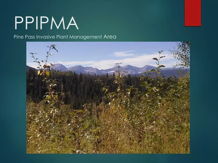 ppipma pine pass invasive plant management area