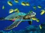 Understanding Sea Turtles: Their Habitat, Behavior, and Endangered Status - slide 1