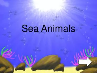 Sea Animals