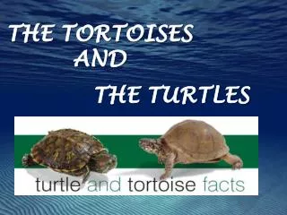 THE TORTOISES AND