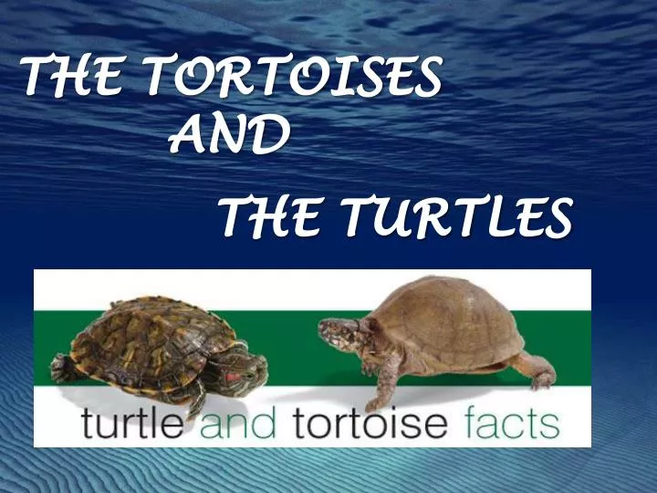 the tortoises and