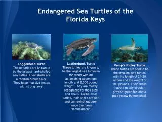Endangered Sea Turtles of the Florida Keys