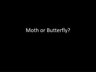Moth or Butterfly?