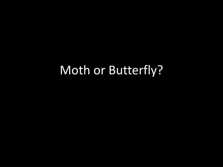 moth or butterfly