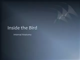 Inside the Bird