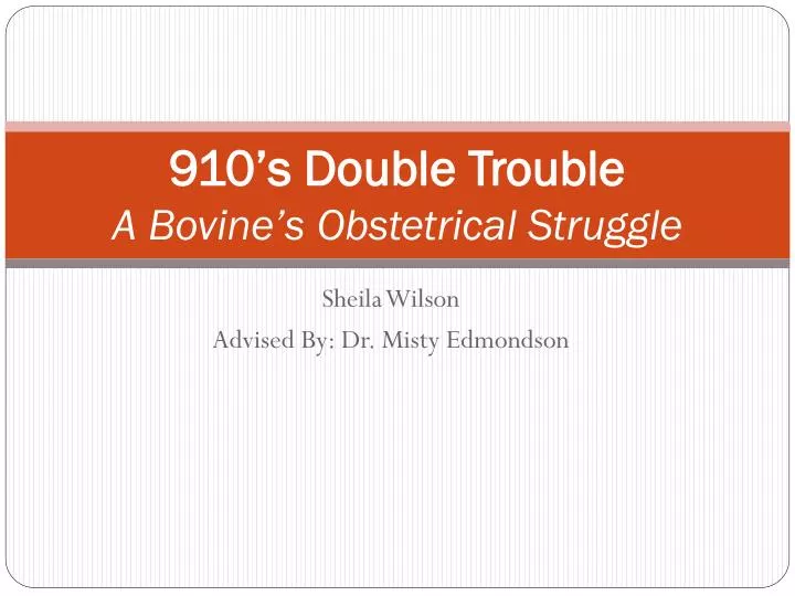 910 s double trouble a bovine s obstetrical struggle