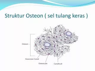 Struktur Osteon ( sel tulang keras )