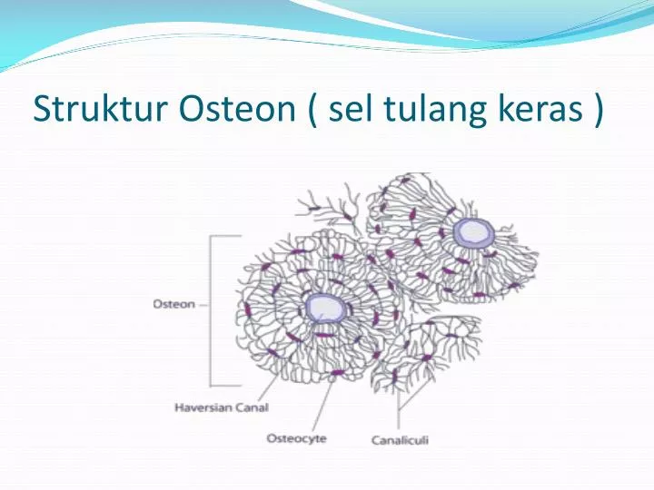 struktur osteon sel tulang keras
