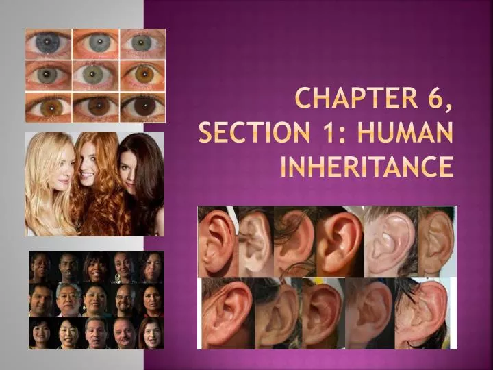 chapter 6 section 1 human inheritance