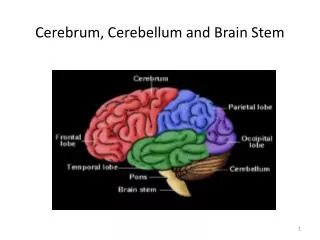 Cerebrum, Cerebellum and Brain Stem