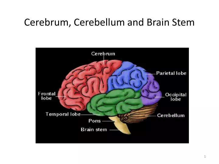 cerebrum cerebellum and brain stem