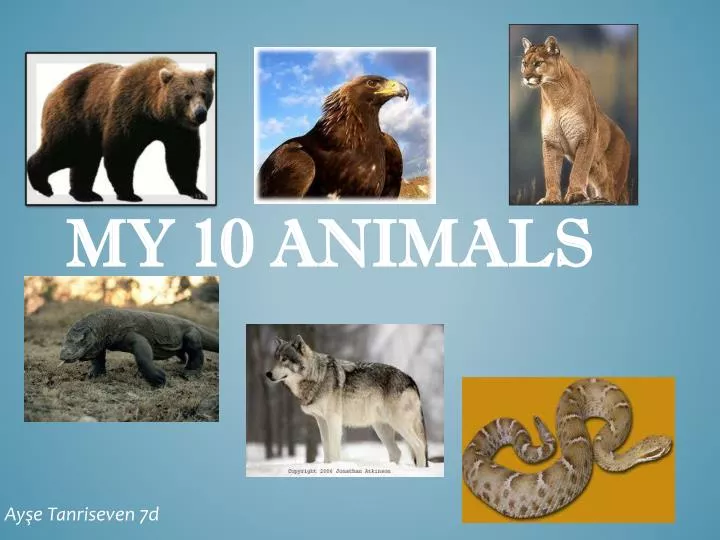my 10 animals