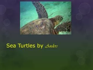 Sea Turtles by Anders