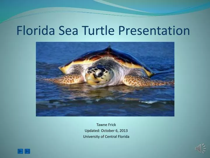 florida sea turtle presentation