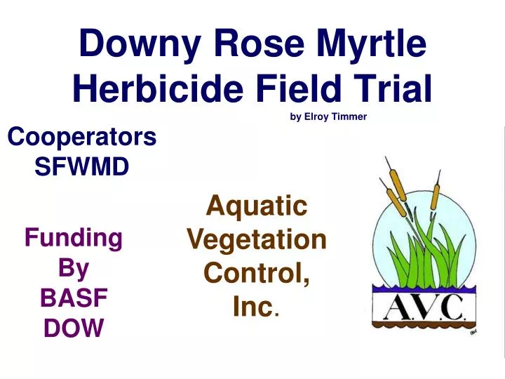 downy rose myrtle herbicide field trial by elroy timmer