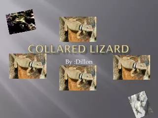 Collared lizard