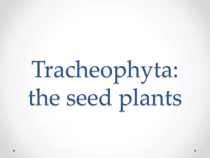 tracheophyta the seed plants