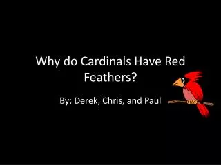 Why do Cardinals Have Red Feathers?