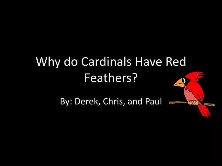 why do cardinals have red feathers