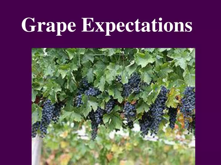 grape expectations