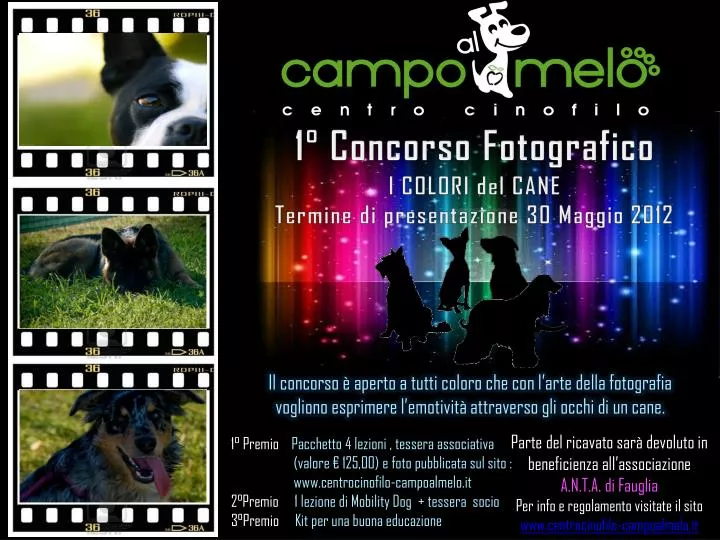 1 concorso fotografico l colori del cane termine di presentazione 30 maggio 2012