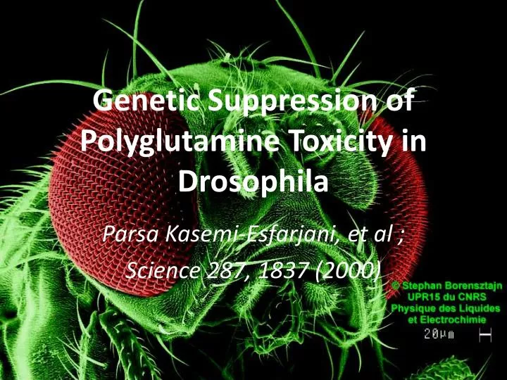 genetic suppression of polyglutamine toxicity in drosophila