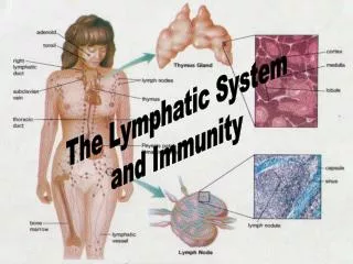 The Lymphatic System and Immunity