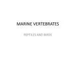 MARINE VERTEBRATES - slide 1