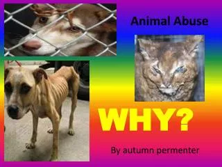 Animal Abuse