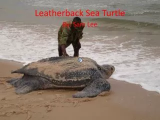 Leatherback Sea Turtle