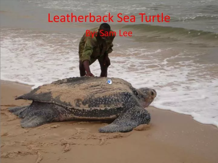 leatherback sea turtle