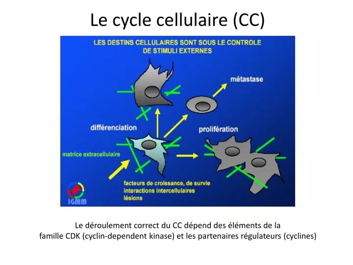 le cycle cellulaire cc