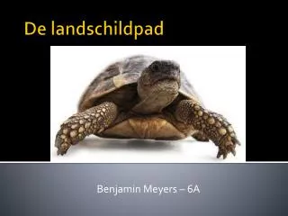 de landschildpad