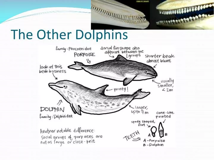 the other dolphins