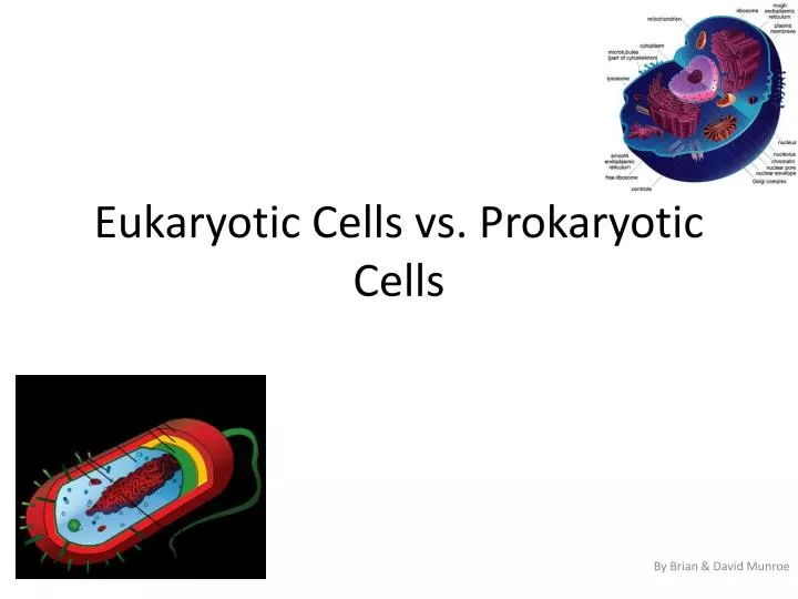 eukaryotic cells vs prokaryotic cells