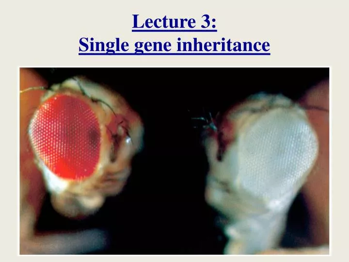 lecture 3 single gene inheritance