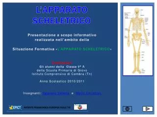 l apparato scheletrico