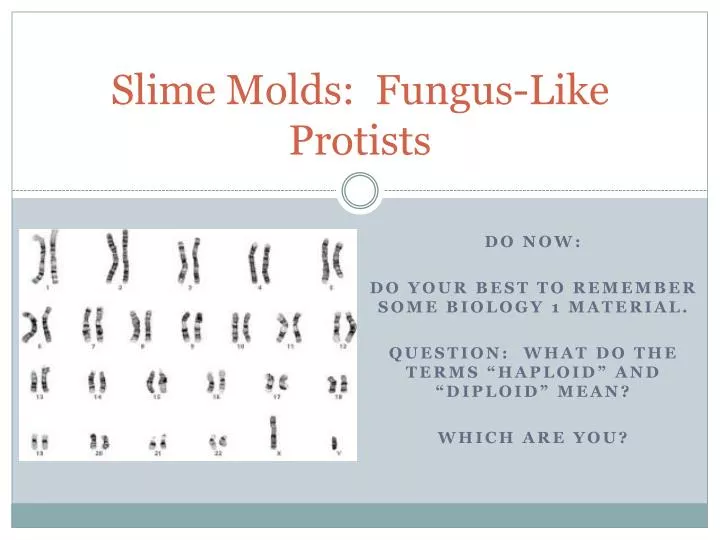 slime molds fungus like protists