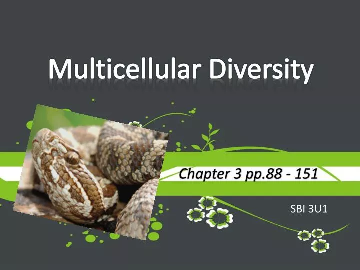 multicellular diversity