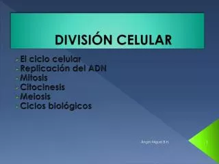 divisi n celular