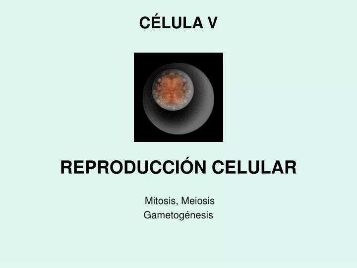 reproducci n celular