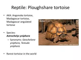 Reptile: Ploughshare tortoise