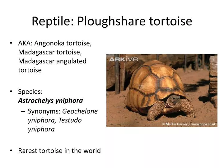 reptile ploughshare tortoise