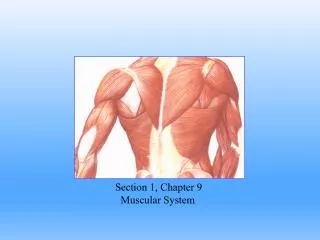 Section 1, Chapter 9 Muscular System