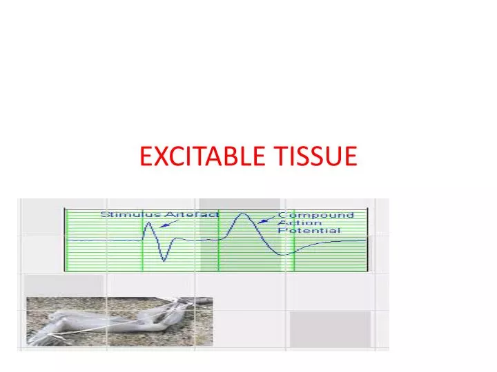 excitable tissue