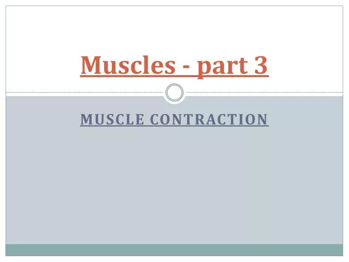 muscles part 3