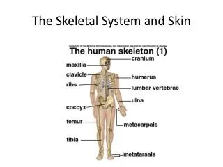 The Skeletal System and Skin